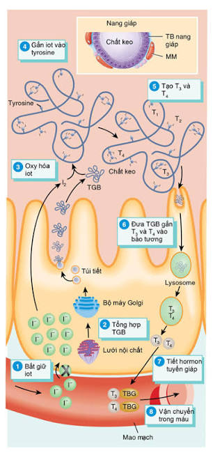 Các giai đoạn thu nhận iod, hữu cơ hóa, ghép cặp và giải phóng hormone tuyến giáp.